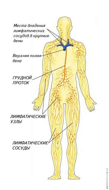схема лимфатической системы