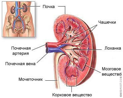 hronicheskiy-pielonefrit