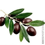 оливковые-листья
