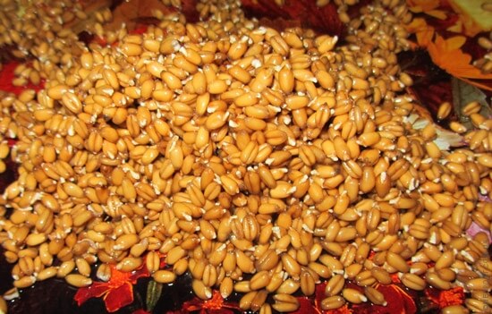 пророщенные-зерна-пшеницы-для-похудения